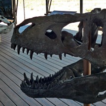 Head of a Tyrannosaurus (up to 12 meters long and 7,300 kg) and a giant Crocodile (up to 12 meters long, too)